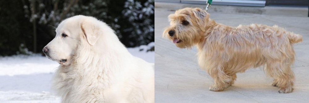 Lucas Terrier vs Great Pyrenees - Breed Comparison