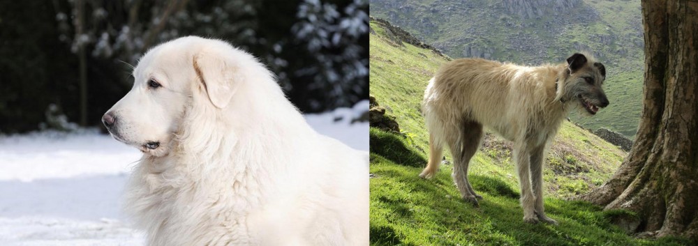 Lurcher vs Great Pyrenees - Breed Comparison