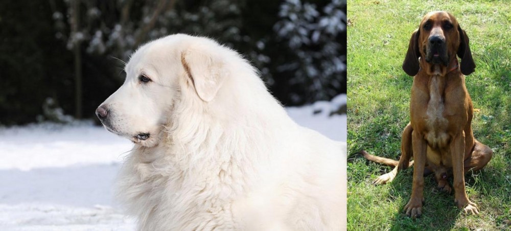 Majestic Tree Hound vs Great Pyrenees - Breed Comparison