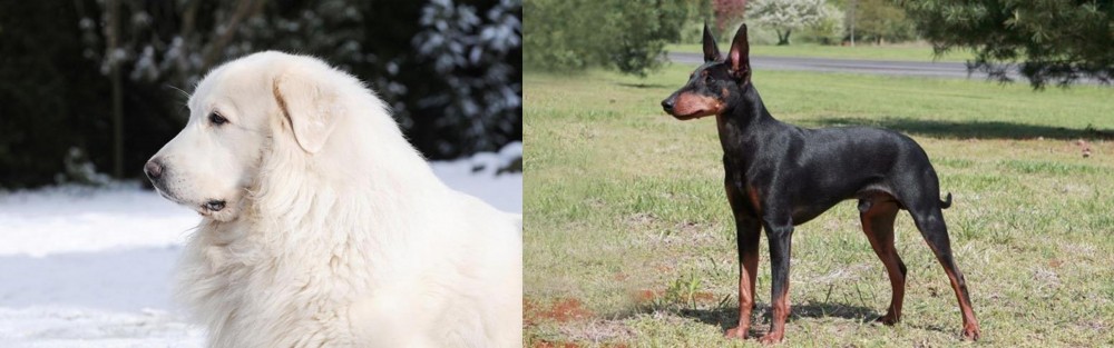 Manchester Terrier vs Great Pyrenees - Breed Comparison