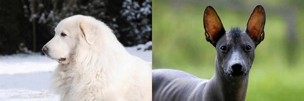 Mexican Hairless vs Great Pyrenees - Breed Comparison