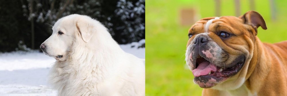 Miniature English Bulldog vs Great Pyrenees - Breed Comparison