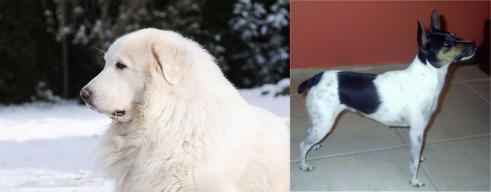 Miniature Fox Terrier vs Great Pyrenees - Breed Comparison