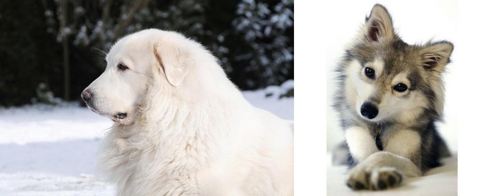 Miniature Siberian Husky vs Great Pyrenees - Breed Comparison