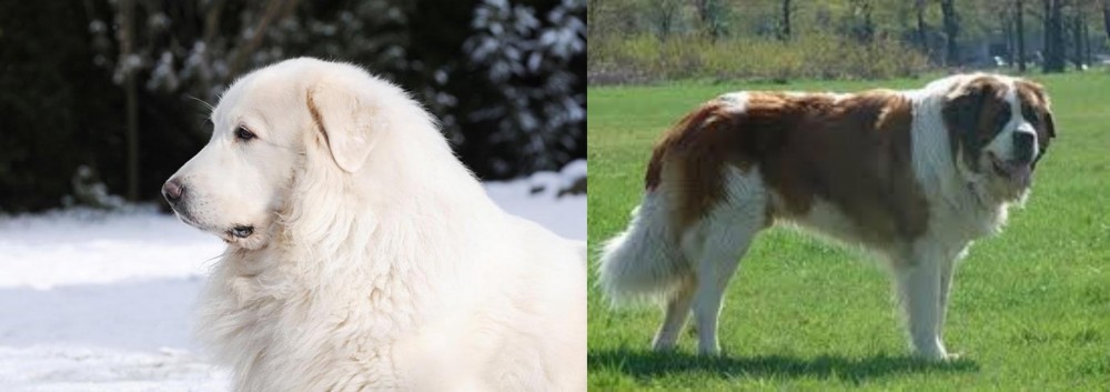 Moscow Watchdog vs Great Pyrenees - Breed Comparison