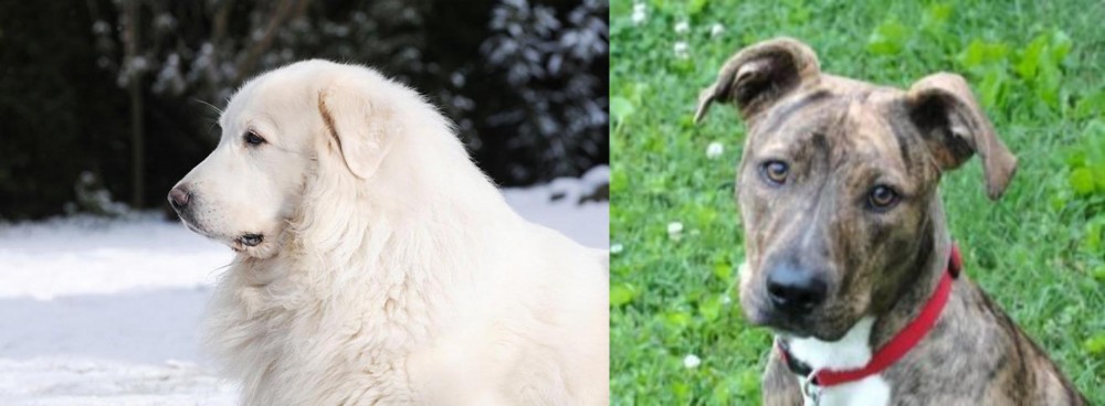 Mountain Cur vs Great Pyrenees - Breed Comparison