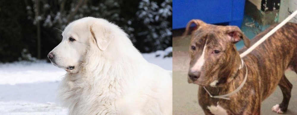 Mountain View Cur vs Great Pyrenees - Breed Comparison