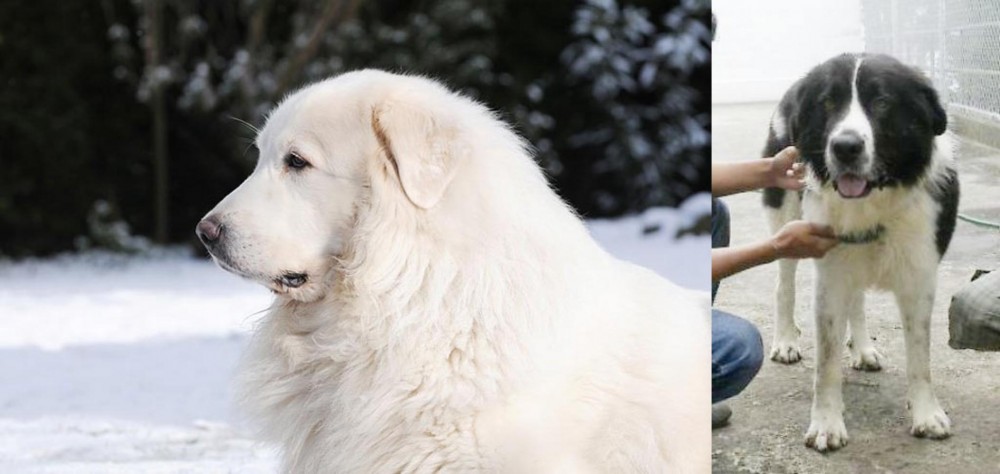 Mucuchies vs Great Pyrenees - Breed Comparison