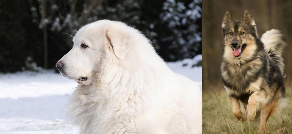 Native American Indian Dog vs Great Pyrenees - Breed Comparison