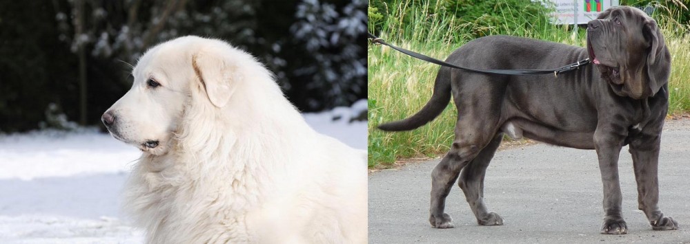 Neapolitan Mastiff vs Great Pyrenees - Breed Comparison