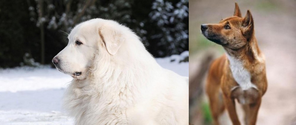 New Guinea Singing Dog vs Great Pyrenees - Breed Comparison