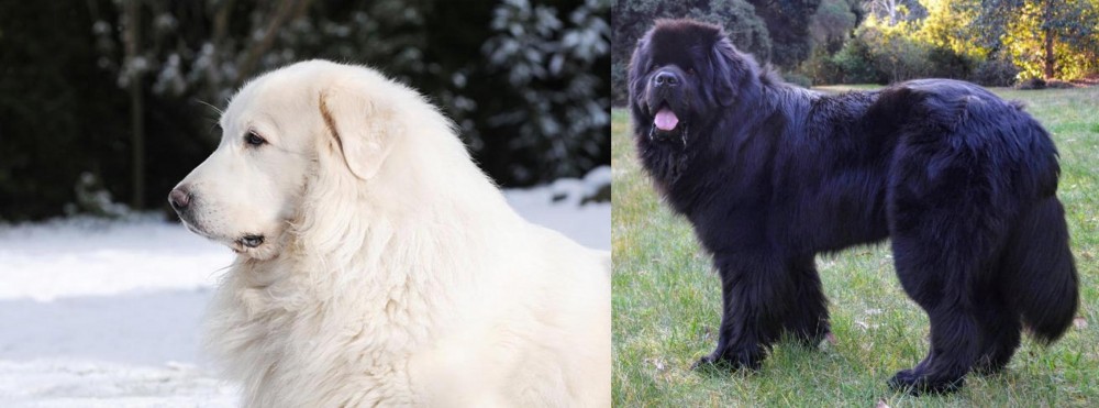 Newfoundland Dog vs Great Pyrenees - Breed Comparison