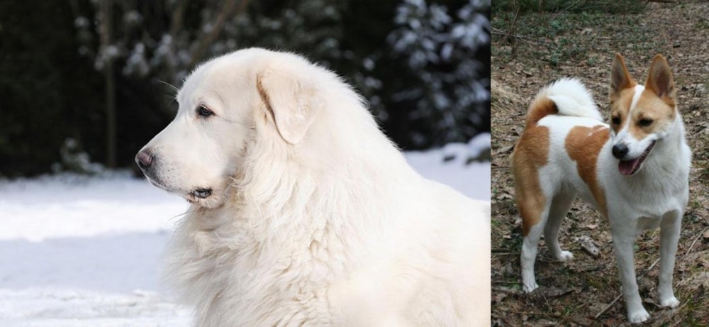 Norrbottenspets vs Great Pyrenees - Breed Comparison