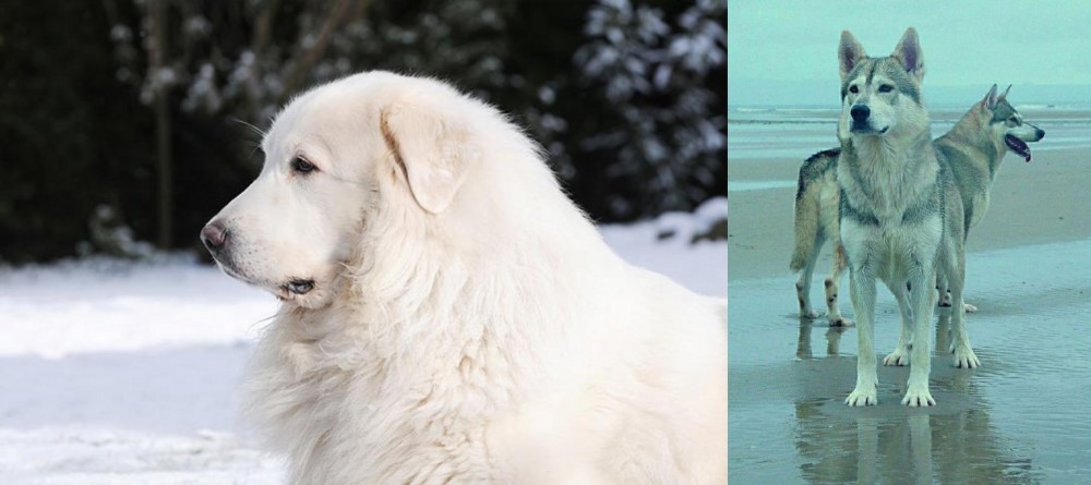Northern Inuit Dog vs Great Pyrenees - Breed Comparison