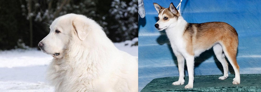 Norwegian Lundehund vs Great Pyrenees - Breed Comparison