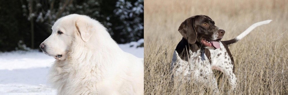 Old Danish Pointer vs Great Pyrenees - Breed Comparison