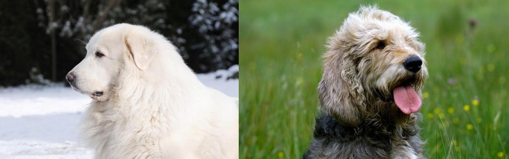 Otterhound vs Great Pyrenees - Breed Comparison