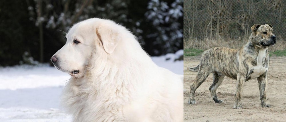 Perro de Presa Mallorquin vs Great Pyrenees - Breed Comparison
