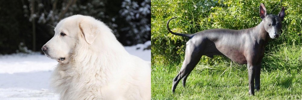 Peruvian Hairless vs Great Pyrenees - Breed Comparison