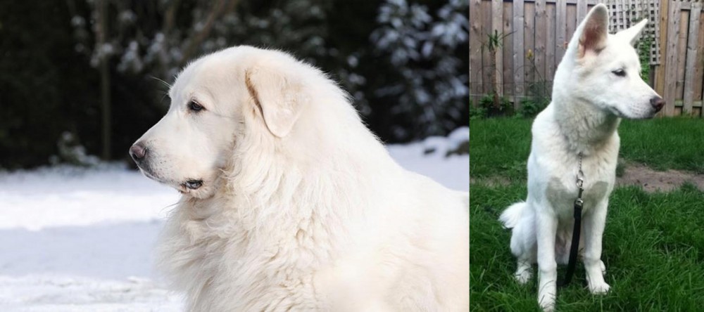 Phung San vs Great Pyrenees - Breed Comparison