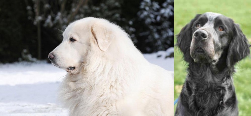Picardy Spaniel vs Great Pyrenees - Breed Comparison