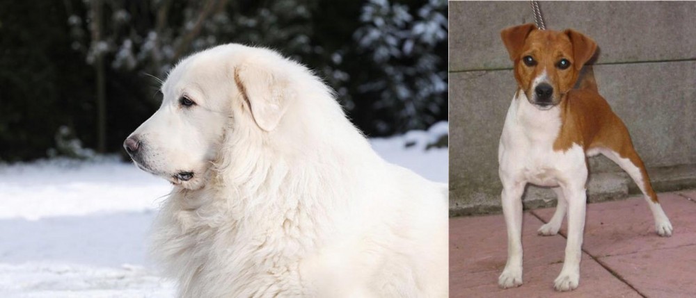 Plummer Terrier vs Great Pyrenees - Breed Comparison