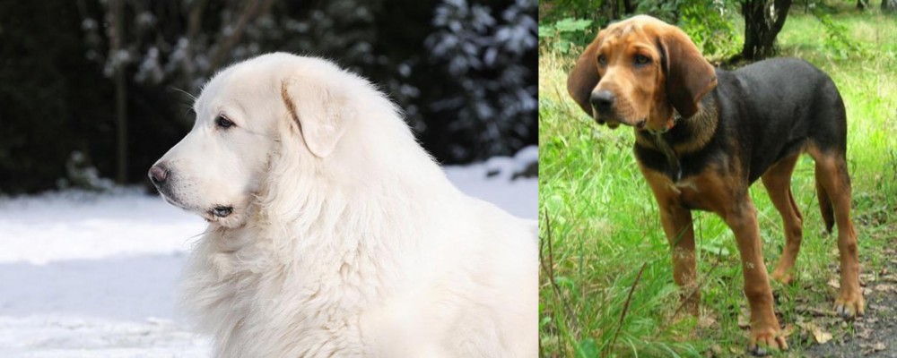 Polish Hound vs Great Pyrenees - Breed Comparison