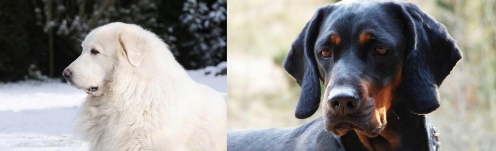 Polish Hunting Dog vs Great Pyrenees - Breed Comparison