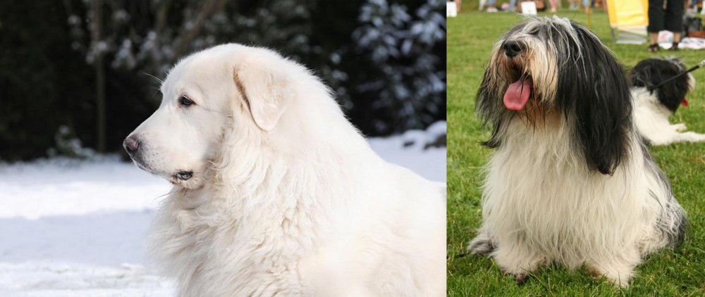 Polish Lowland Sheepdog vs Great Pyrenees - Breed Comparison