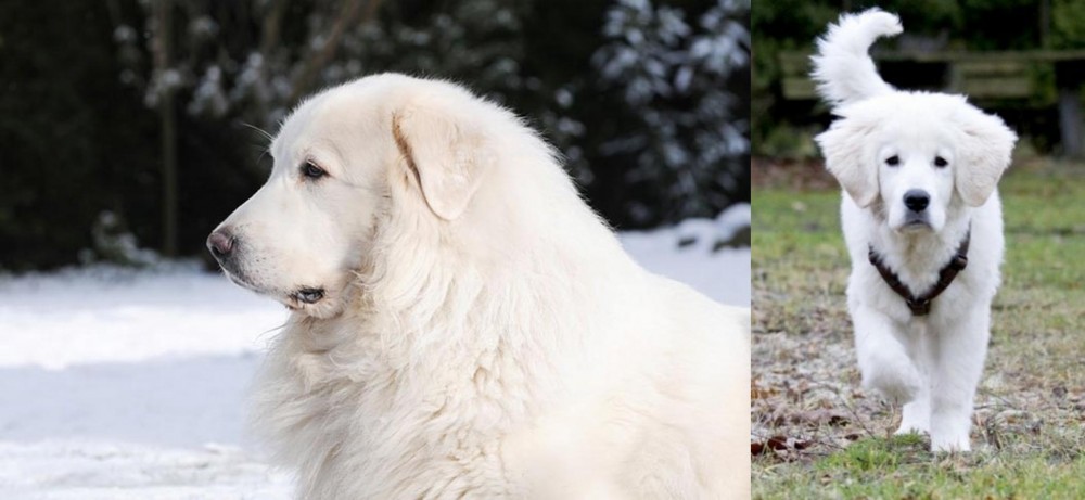 Polish Tatra Sheepdog vs Great Pyrenees - Breed Comparison