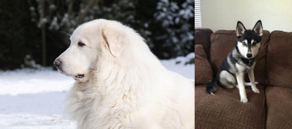 Pomsky vs Great Pyrenees - Breed Comparison