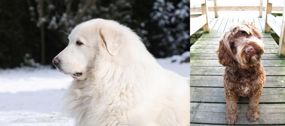 Portuguese Water Dog vs Great Pyrenees - Breed Comparison