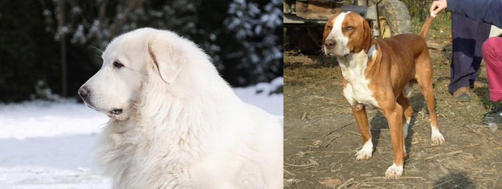 Posavac Hound vs Great Pyrenees - Breed Comparison
