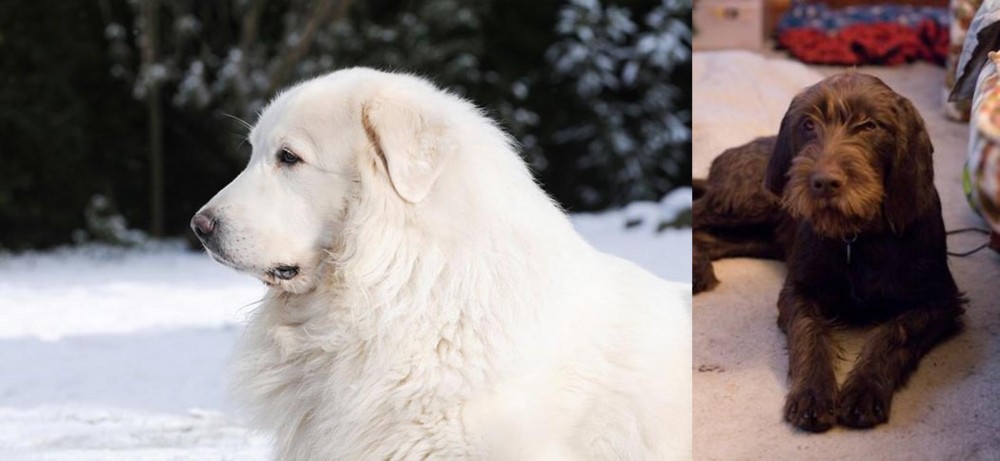 Pudelpointer vs Great Pyrenees - Breed Comparison