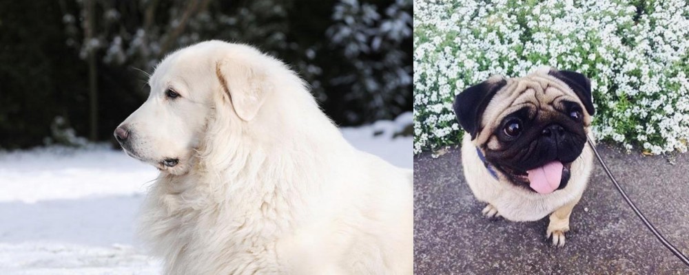 Pug vs Great Pyrenees - Breed Comparison