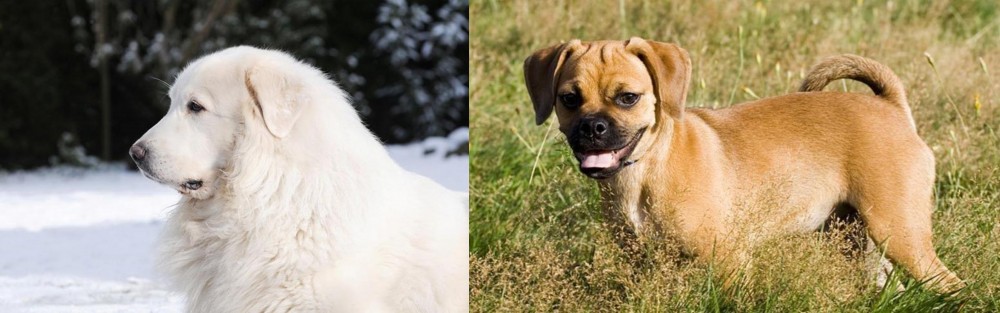 Puggle vs Great Pyrenees - Breed Comparison