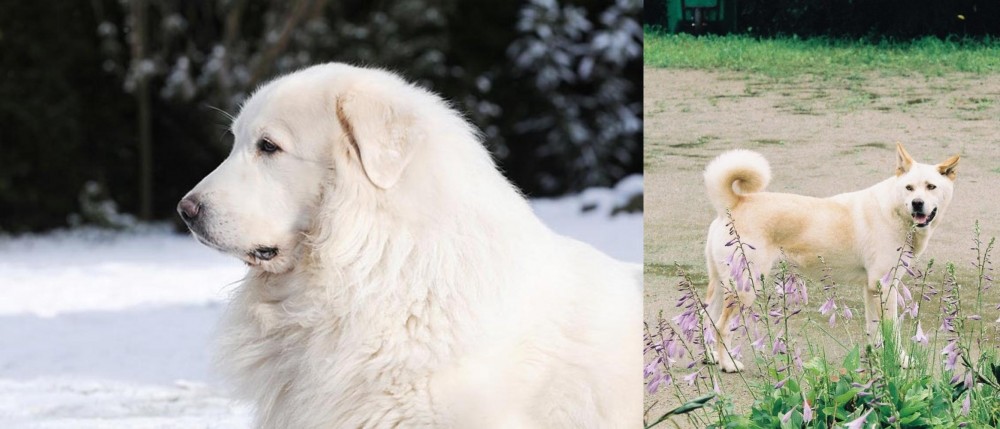Pungsan Dog vs Great Pyrenees - Breed Comparison