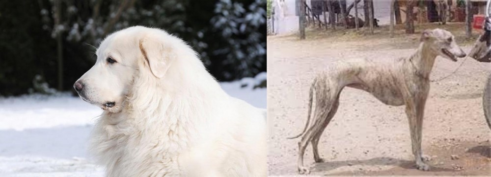 Rampur Greyhound vs Great Pyrenees - Breed Comparison