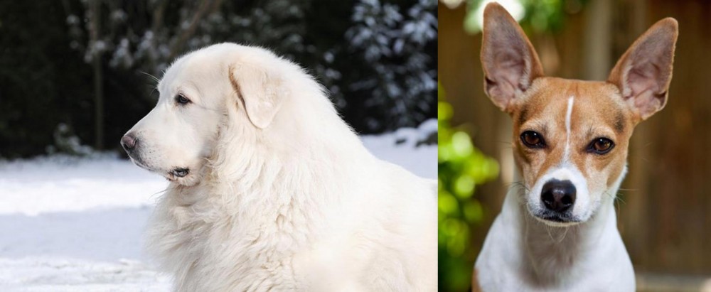 Rat Terrier vs Great Pyrenees - Breed Comparison