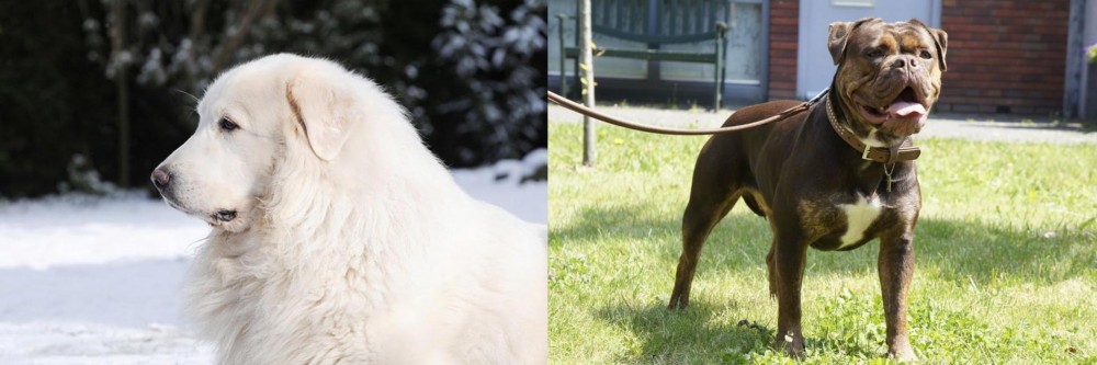 Renascence Bulldogge vs Great Pyrenees - Breed Comparison