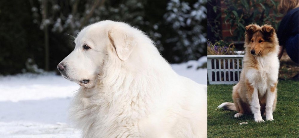 Rough Collie vs Great Pyrenees - Breed Comparison