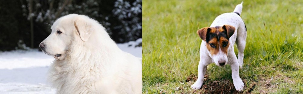 Russell Terrier vs Great Pyrenees - Breed Comparison