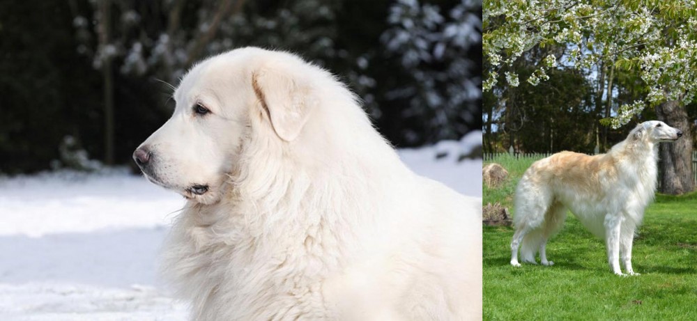 Russian Hound vs Great Pyrenees - Breed Comparison