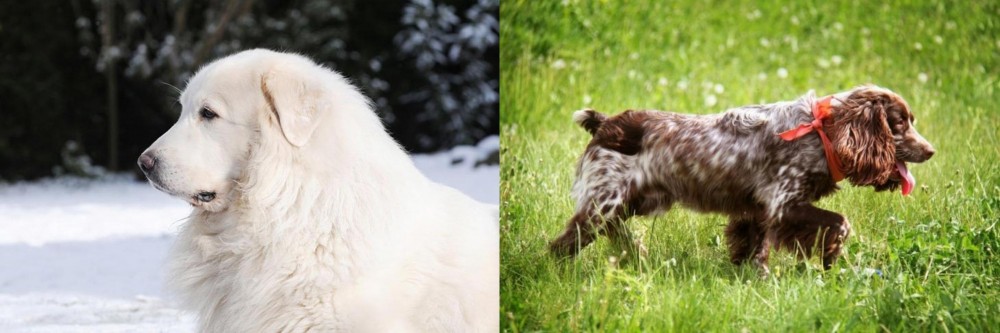 Russian Spaniel vs Great Pyrenees - Breed Comparison