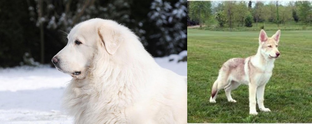 Saarlooswolfhond vs Great Pyrenees - Breed Comparison