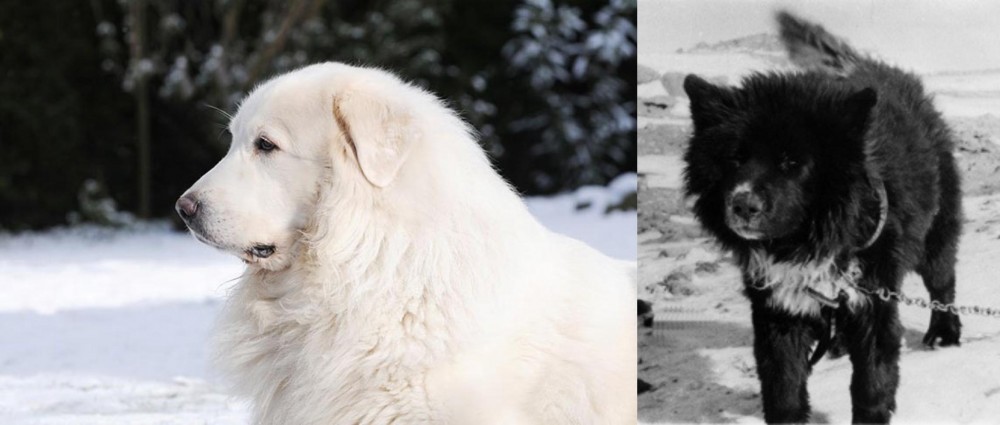 Sakhalin Husky vs Great Pyrenees - Breed Comparison