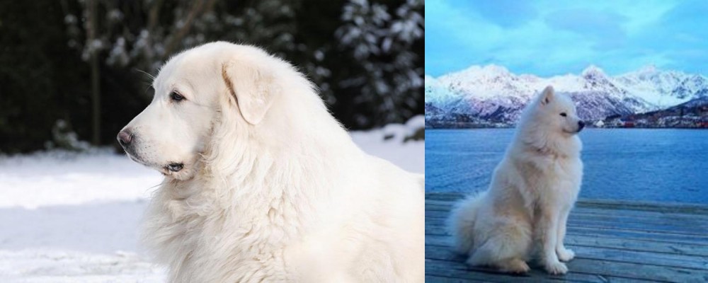 Samoyed vs Great Pyrenees - Breed Comparison