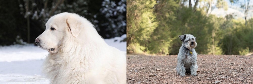 Schnoodle vs Great Pyrenees - Breed Comparison