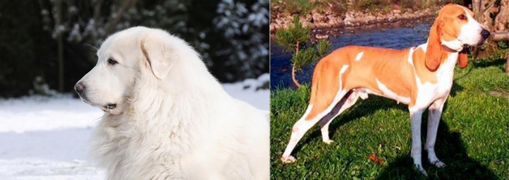 Schweizer Laufhund vs Great Pyrenees - Breed Comparison