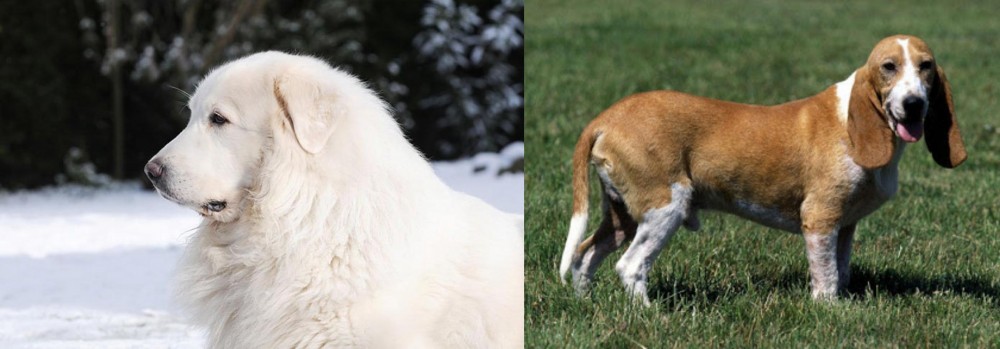 Schweizer Niederlaufhund vs Great Pyrenees - Breed Comparison